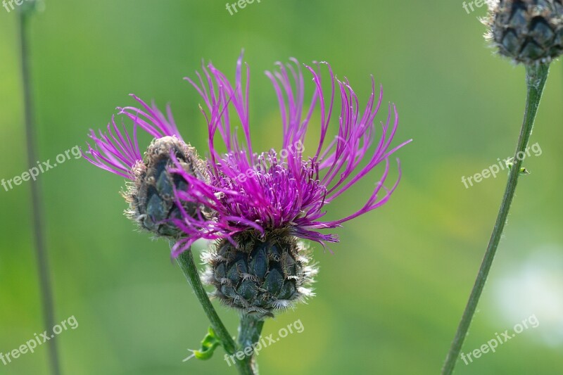 Plant Flower Pink Pink Flower Blossom