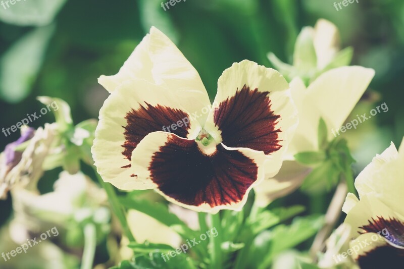 Pansy Yellow Yellow Pansy Flower Yellow Flower