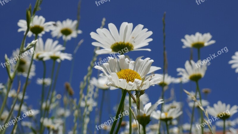 Marguerite Flower Plant Blossom Bloom