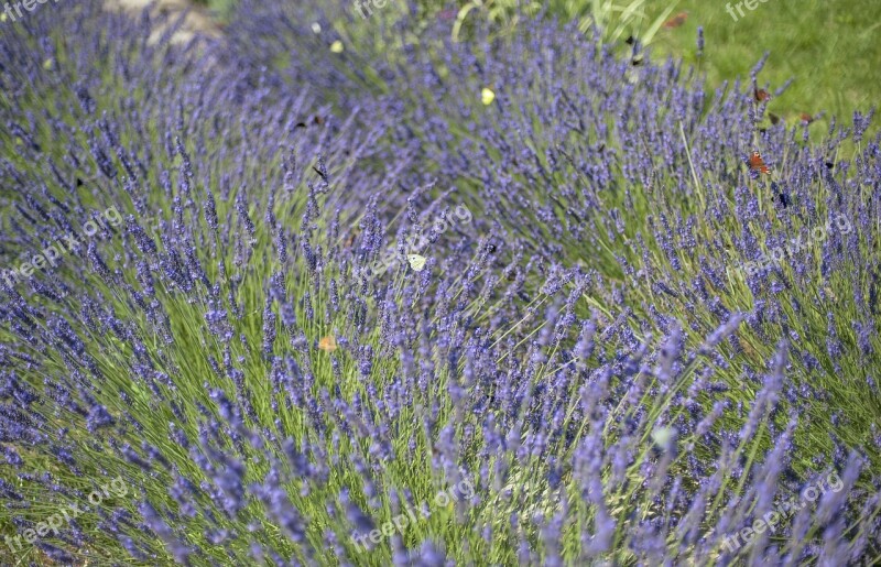 Lavender Flowers Butterflies Field Summer