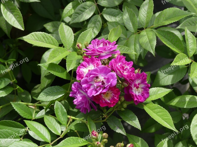 Flowers Rose Flower Purple Floribunda Scented Rose