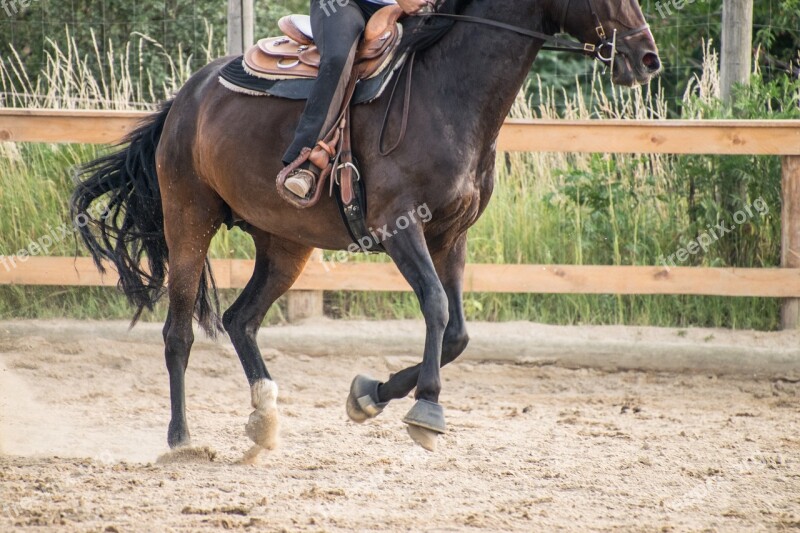 Horse Gallop Ride Training Brown