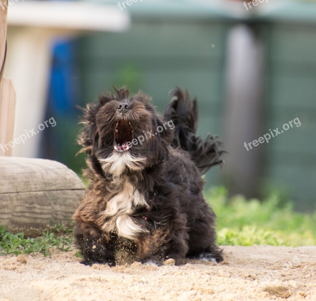 Dog Small Hybrid Animal Barking