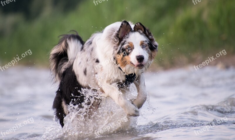 Dog Race Water Wet Lake