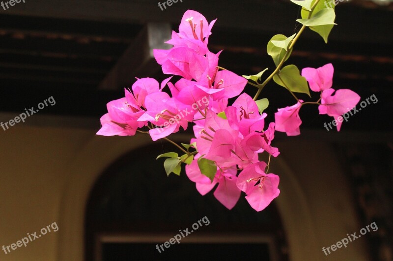 Bougainvillea Pink Nature Stem Colorful