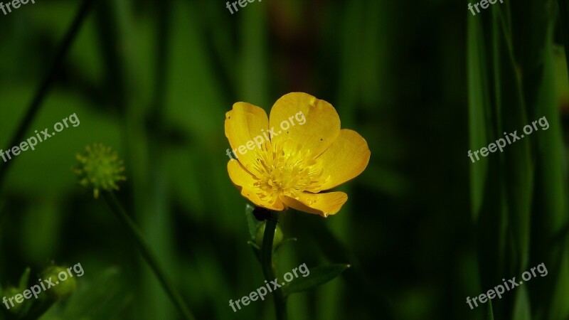 Buttercup Yellow Summer Nature Flower