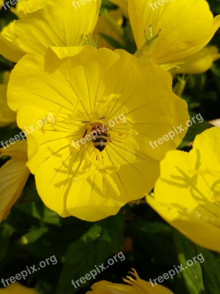 Nature Flowers Some People Don't Plants Summer