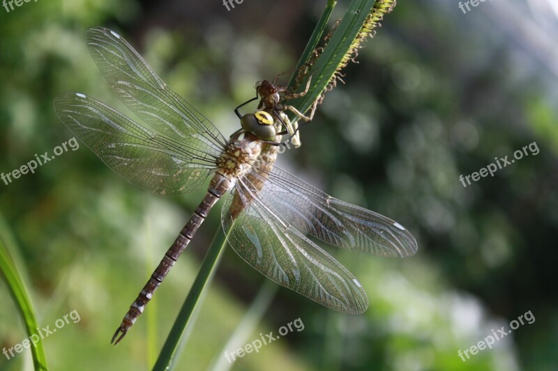 Dragonfly Dragonflies Aeshna Hawker Close Up