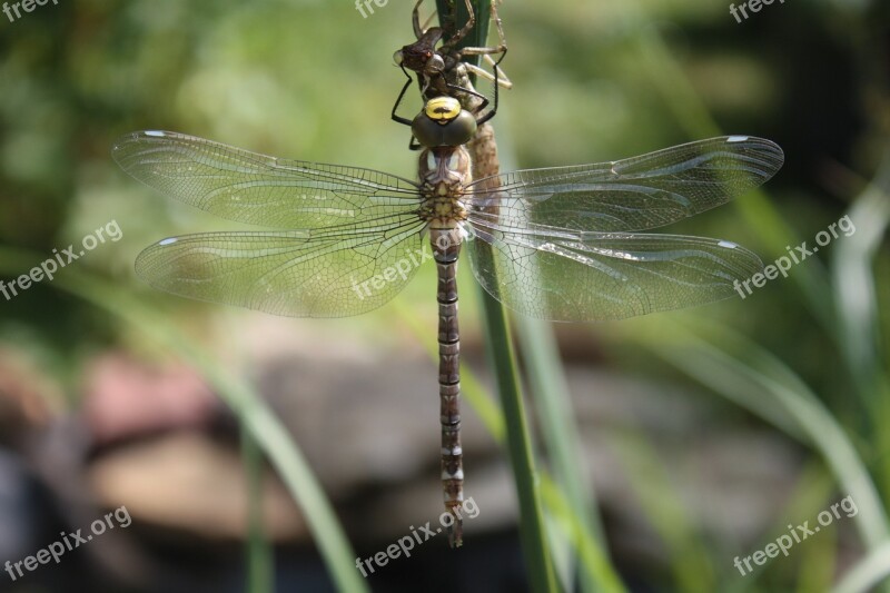 Dragonfly Dragonflies Aeshna Hawker Close Up