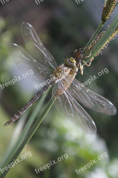 Dragonfly Dragonflies Aeshna Hawker Close Up