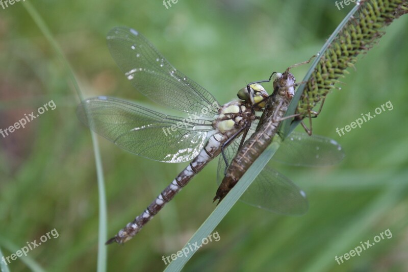 Dragonfly Dragonflies Aeshna Hawker Flight Insect