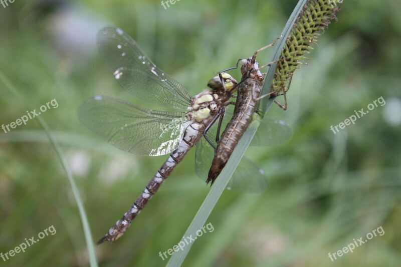 Dragonfly Insect Dragonflies Hawker Aeshna