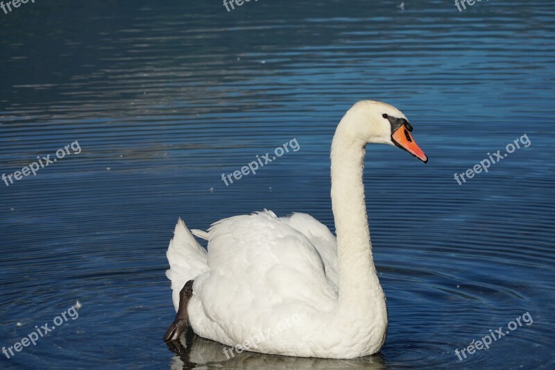 Swan Lake Walensee White Water