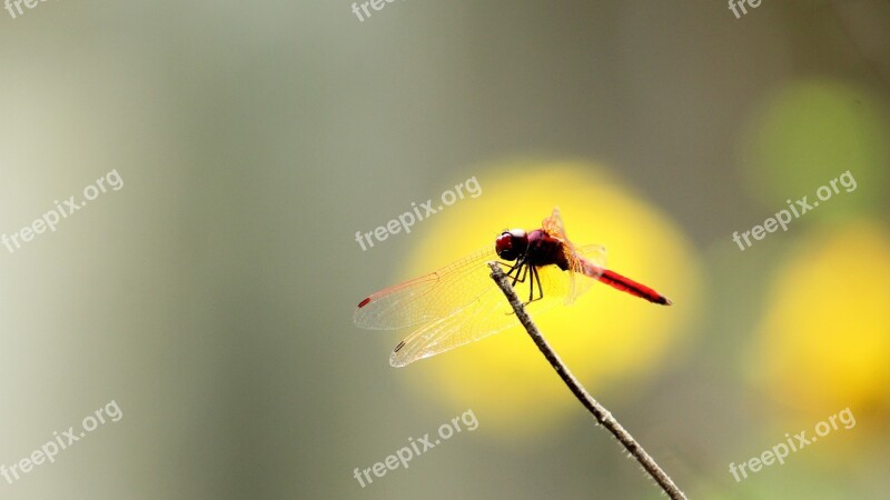 Dragon Fly Crimson Red Black Yellow