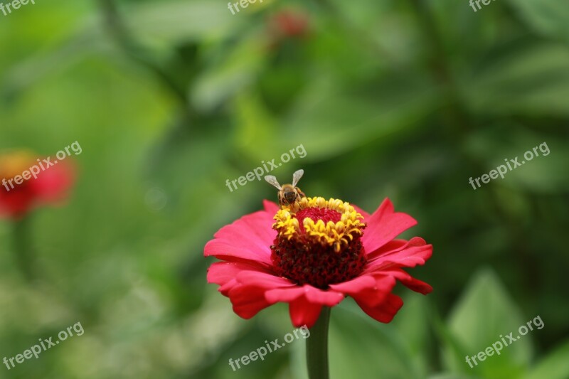 Flowers Red Bee Nature Plants