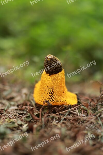 Mushroom Nature Yellow Plants Hill