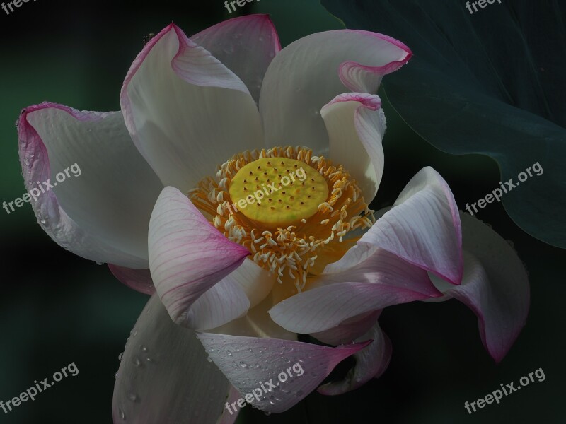 Flower Lotus Flowers White Pink Season