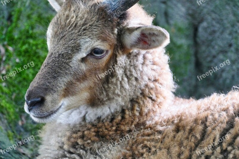 Sheep Animal Wool Livestock Sheep Face