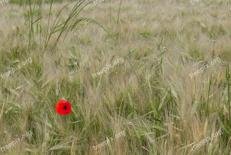 Poppy Fields Wheat Flower Cereals