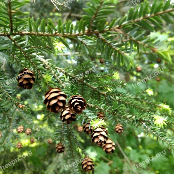 Eastern Hemlock Tsuga Cones Nature Conifer