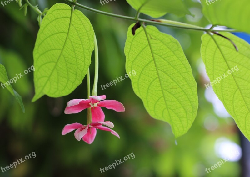 Quisqualis Indica L Flower Pink Green Tree