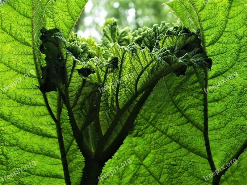 Gunnera Plant Leaf Texture Nature