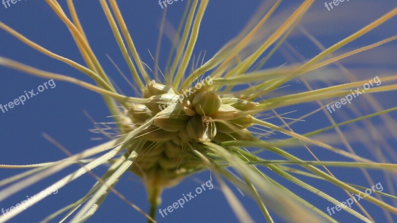 Grain Cornfield Cereals Agriculture Field