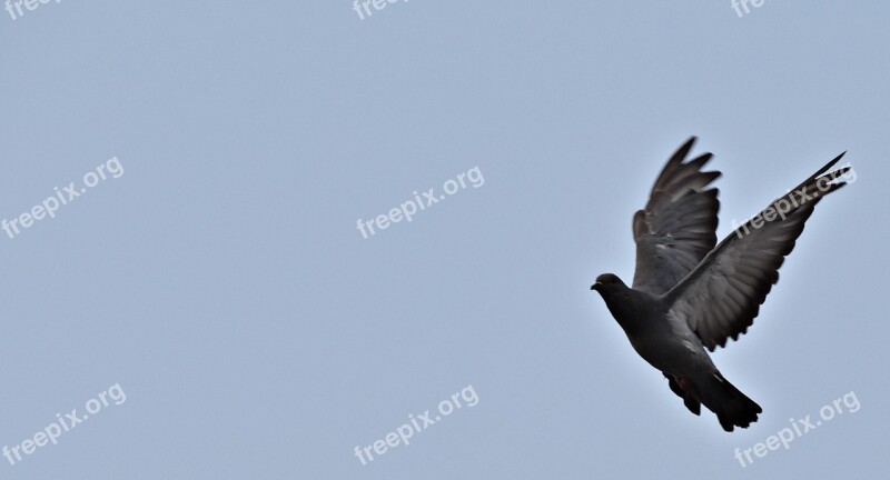 Feral Pigeon Flight Bird Wings Free Photos