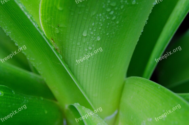 Leaves Green Drop Of Water Raindrop Plant