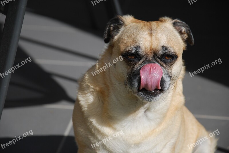 Pugalier Pug Dog Canine Tongue