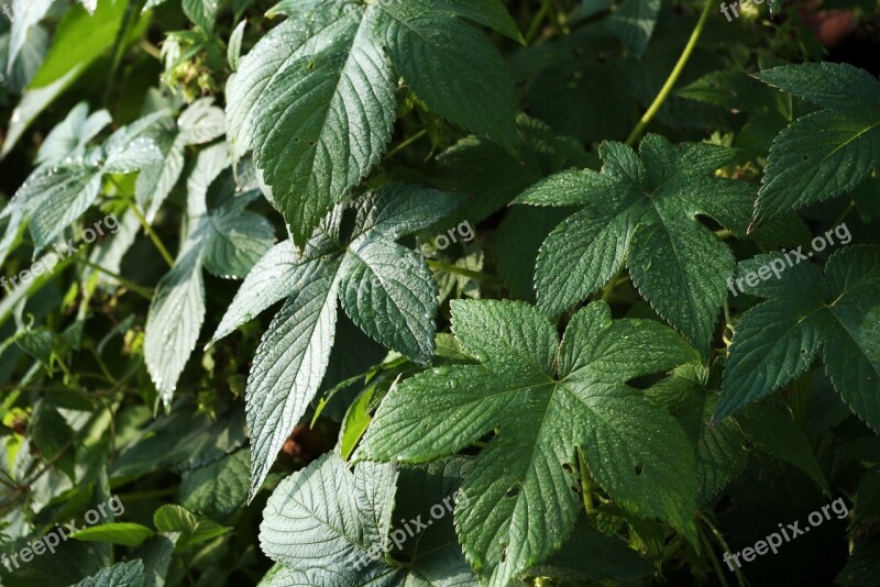 Leaf This Safari Wipes Leaves Plants