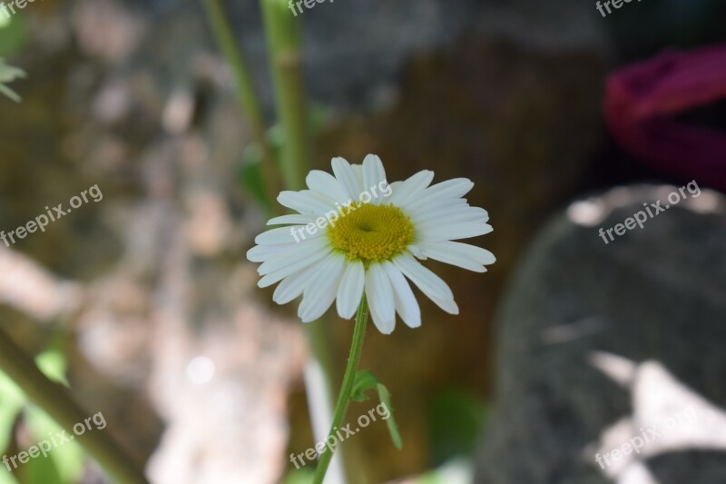 Daisy Flower Midsummer Summer White