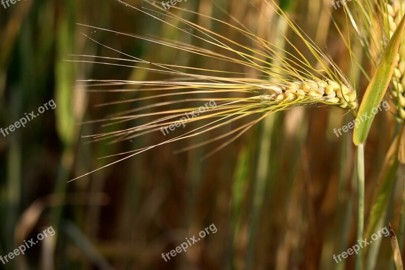 Cereals Ear Barley Awns Cornfield