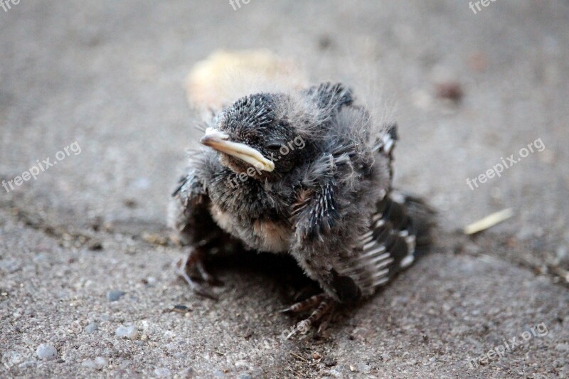 Swallow Chicks Helpless Small Nest Hopelessness