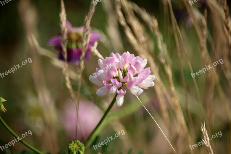 Klee Grasses Plant Nature Pointed Flower