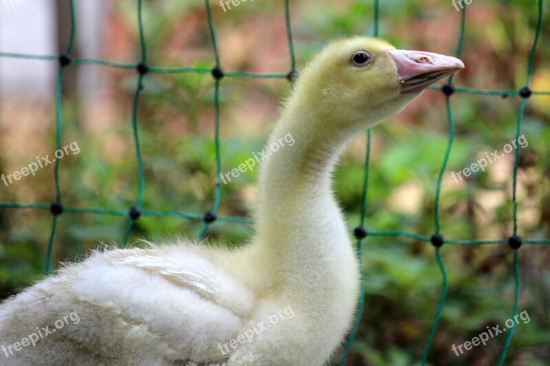 Geese Chicks Poultry Fluff Goslings