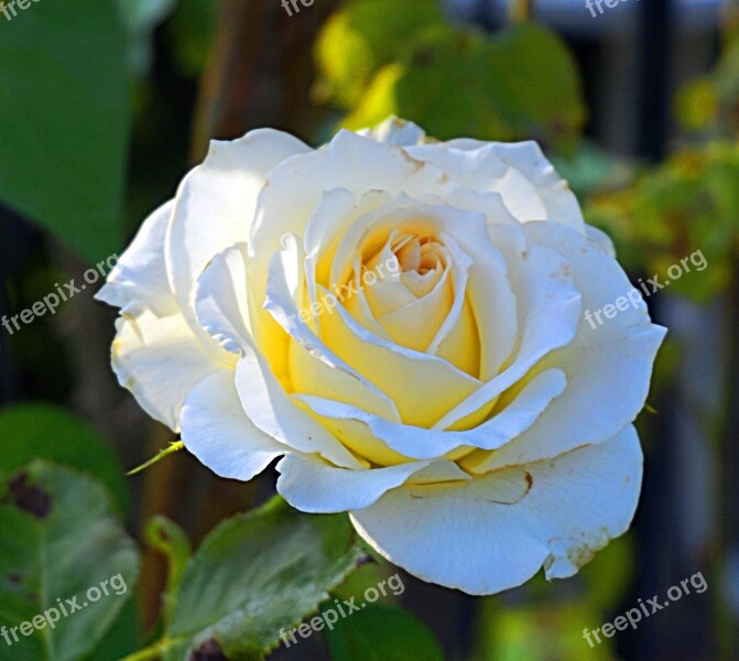 Rose White Blossom Bloom White Rose