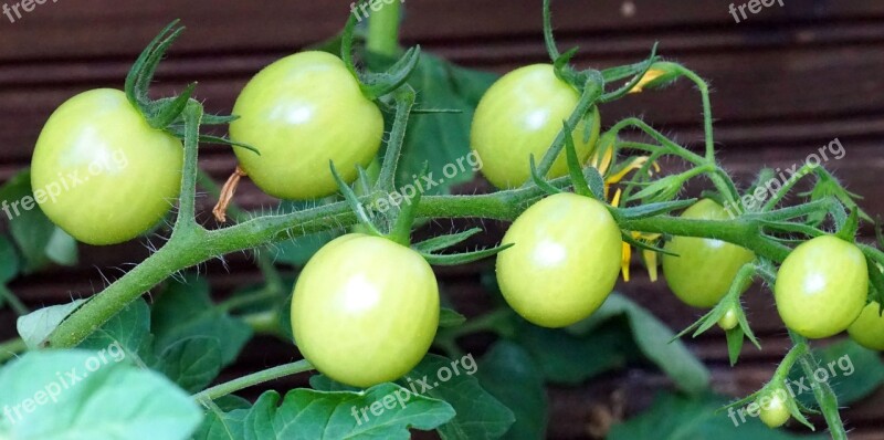 Tomatoes Immature Vegetables Garden Green Tomato