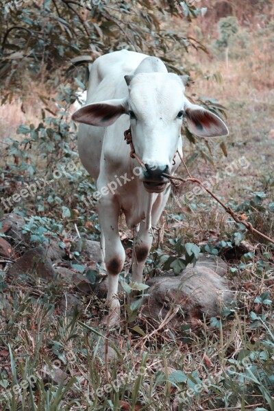 Cow Animals White Nature Farm