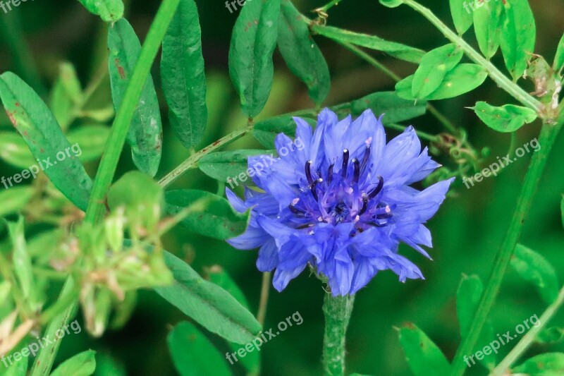 Flower Xie Hua Xie Natural Wild Flowers