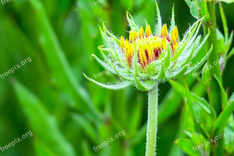 Flower Xie Hua Xie Natural Wild Flowers