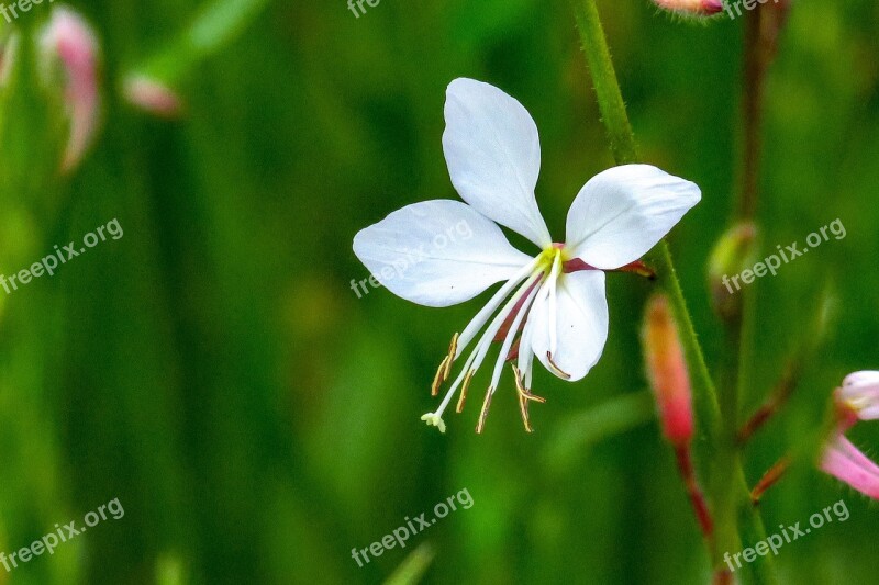 Mountain Peach Grass Xie Flower Natural Hua Xie