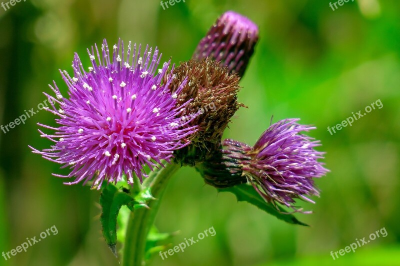 Flower Xie Hua Xie Natural Wild Flowers