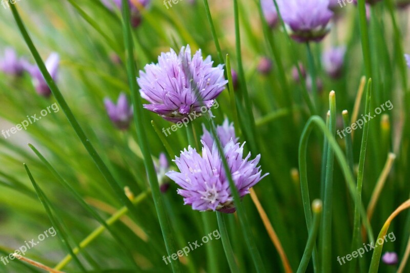 Chive Green Flower Herb Violet