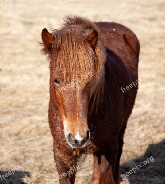 Horse Brown Frontal Animal Equestrian