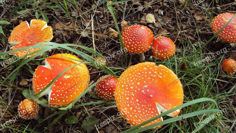 Mushroom Nature Natural Food Edible