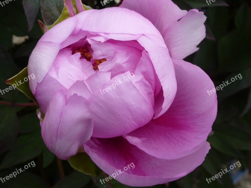 Peony Pink Hatching Pink Flowers Flowering