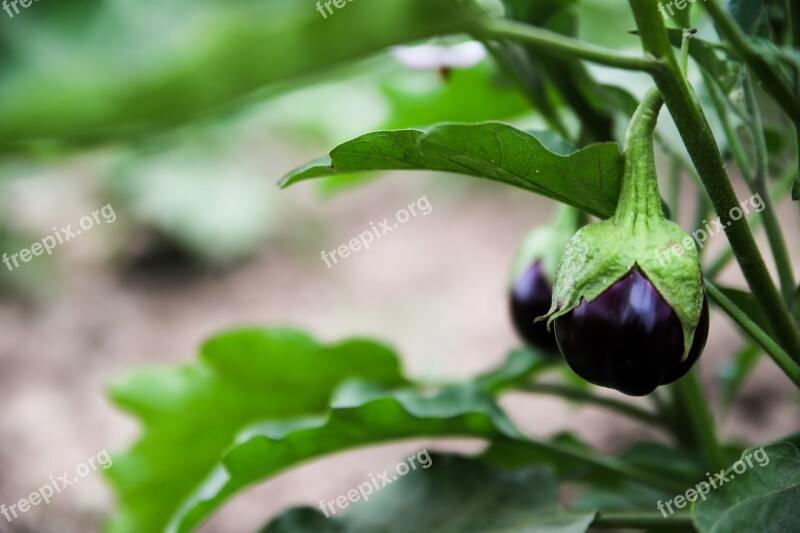 Aubergine Plant Vegetable Organic Food