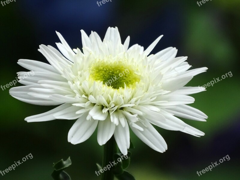 Marguerite Flowers Close Up White Bloom