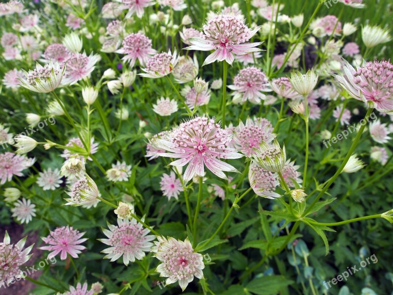 Flower Astrantia Astrantia Major Great Masterwort Delicate